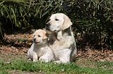 LABRADOR 1050